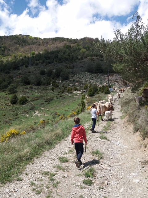  Las vacas y terneros de Pirinat hacen el camino de San Joan a Ogassa a pie, donde pasarán el verano