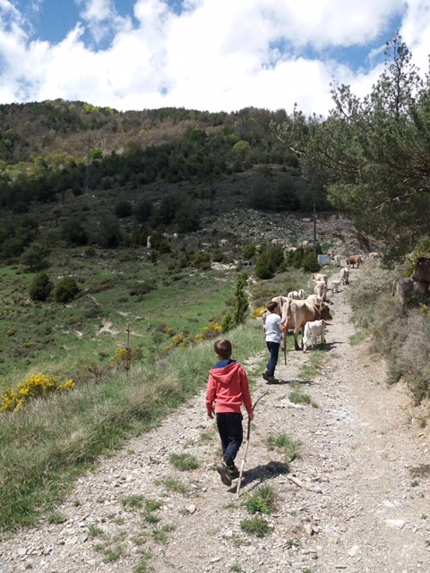 Las vacas y terneros de Pirinat hacen el camino de San Joan a Ogassa a pie, donde pasarán el verano