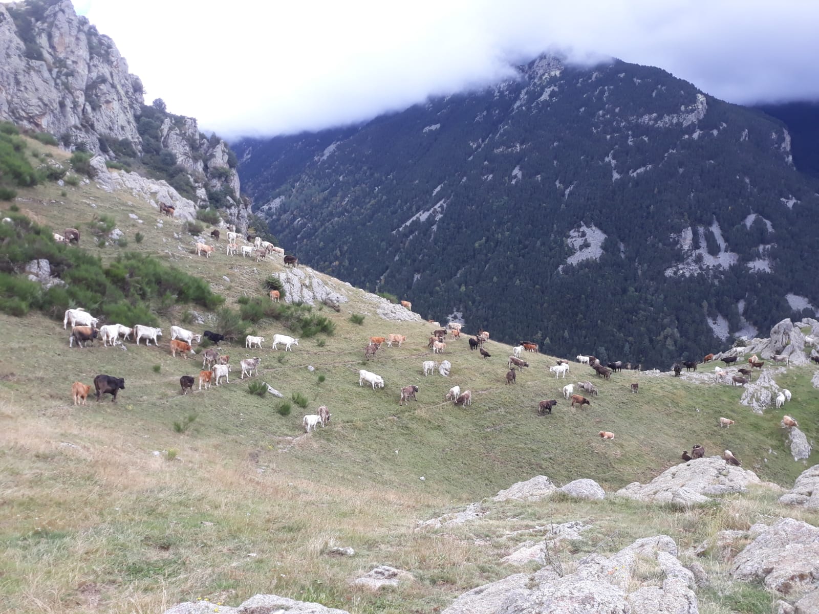 El bestiar de Pirinat baixa a les valls després de passar l'estiu a l'alta muntanya